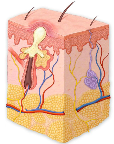陰部暗瘡專業治療